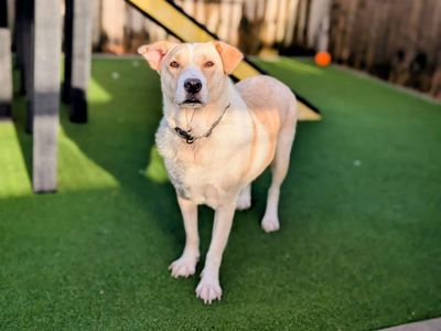 Elsa | Retriever (Labrador) Cross | Cardiff - 3