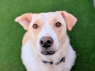 Elsa | Retriever (Labrador) Cross | West Calder (Edinburgh) - 3