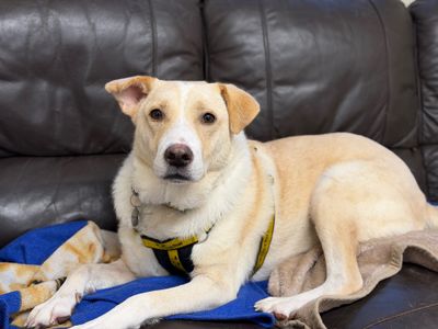 Elsa | Retriever (Labrador) Cross | West Calder (Edinburgh) - 4