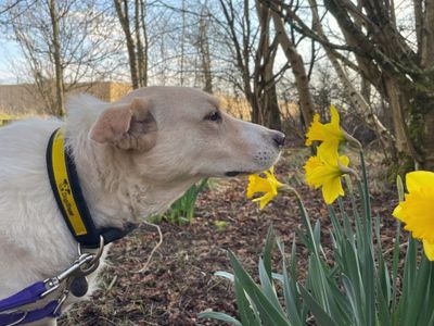 Elsa | Retriever (Labrador) Cross | West Calder (Edinburgh) - 5