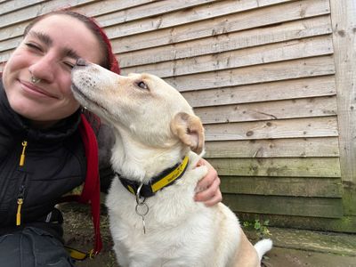 Elsa | Retriever (Labrador) Cross | West Calder (Edinburgh) - 3