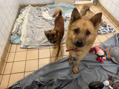 Torvik | Pomeranian Cross | Bridgend (Wales) - 2