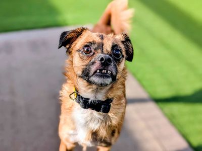 Mia | Pug Cross | Cardiff - 3