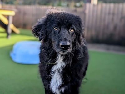 Trixie | Collie (Border) Cross | Cardiff - 5