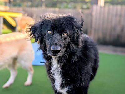 Trixie | Collie (Border) Cross | Cardiff - 3