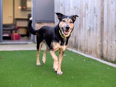 Saffy | German Shepherd Dog Cross | Cardiff - 3