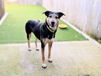 Saffy | German Shepherd Dog Cross | Cardiff - 3