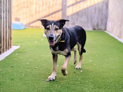 Saffy | German Shepherd Dog Cross | Cardiff - 5