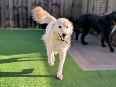 Sonny | Retriever (Labrador) Cross | Cardiff - 2