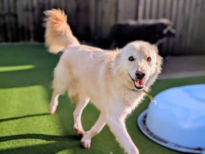 Sonny | Retriever (Labrador) Cross | Cardiff - 3