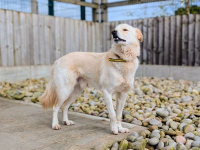 Sonny | Retriever (Labrador) Cross | Cardiff - 5