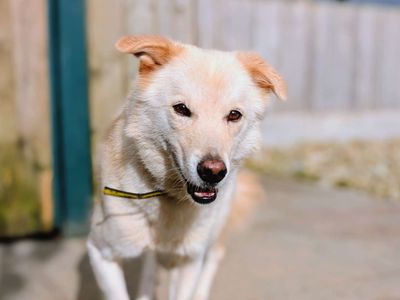 Sonny | Retriever (Labrador) Cross | Cardiff - 3