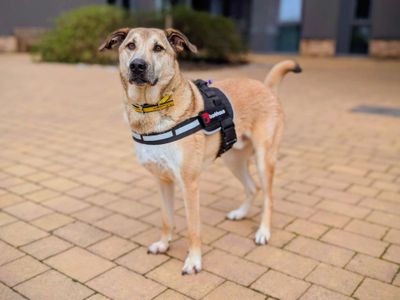 Fabian | German Shepherd Dog Cross | Cardiff - 3