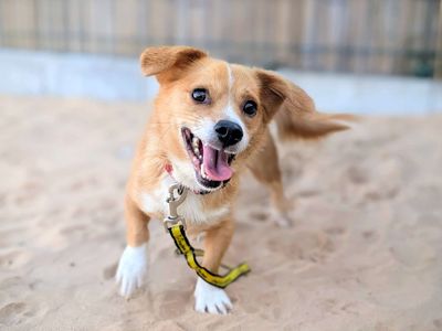 Eddie | Terrier (Jack Russell) Cross | Cardiff - 3