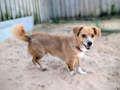 Eddie | Terrier (Jack Russell) Cross | Cardiff - 5