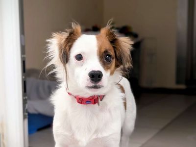 Tyler | Chihuahua (Long Coat) Cross | Cardiff - 3