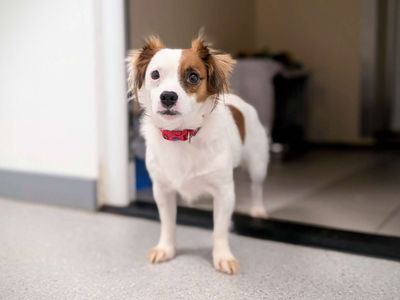 Tyler | Chihuahua (Long Coat) Cross | Cardiff - 5