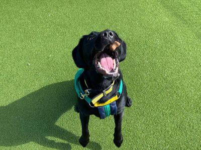 Bella | Retriever (Labrador) Cross | Salisbury (Wiltshire) - 3