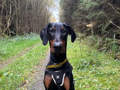 Pablo, a 1 year old male Dobermann available for adoption from Dogs Trust in Northern Ireland