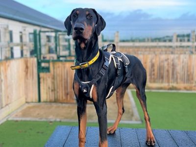 Pablo | Dobermann | Ballymena (Northern Ireland) - 4