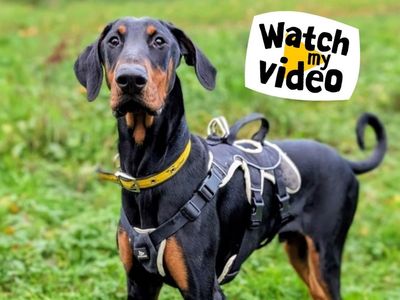 Pablo, a Unknown old male Dobermann available for adoption from Dogs Trust in Ballymena, Northern Ireland
