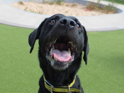 Greg and Billy | Retriever (Labrador) | Evesham (Worcestershire) - 3