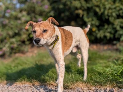 Ralphy | Terrier (Jack Russell) | Cardiff - 3