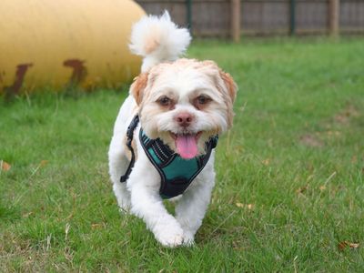 Filo | Shih Tzu Cross | Harefield West London - 3