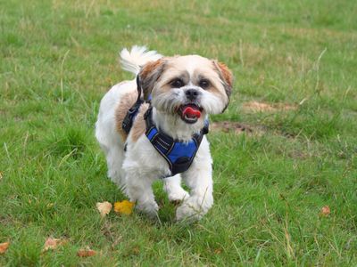 Filo | Shih Tzu Cross | Harefield West London - 5