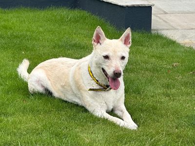 Diamond | Korean Jindo | Basildon (Essex) - 2