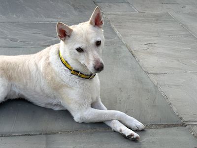 Diamond | Korean Jindo | Basildon (Essex) - 3