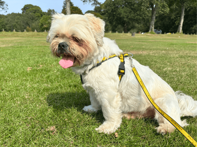 Rocky | Lhasa Apso | Dundee - 5