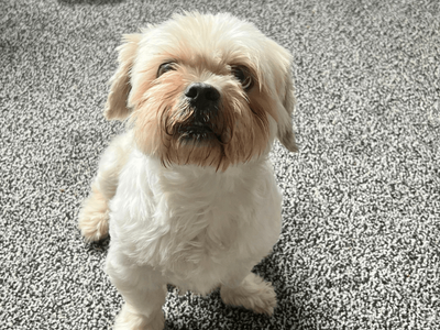 Rocky | Lhasa Apso | Dundee - 3