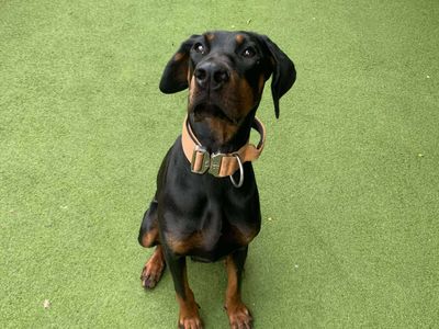 Melon | Dobermann | Manchester - 3