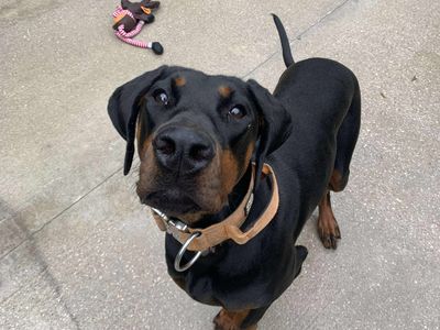 Melon | Dobermann | Manchester - 2