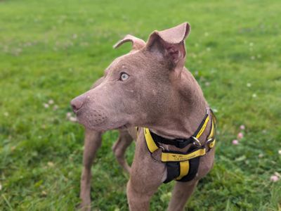 Kylo | Crossbreed | Bridgend (Wales) - 5
