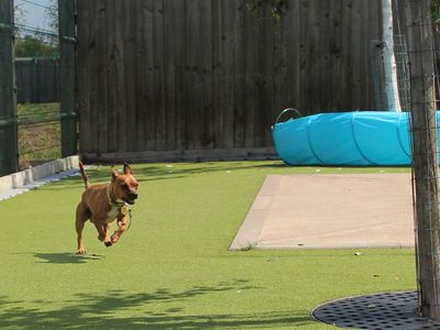 Little red | Terrier (Jack Russell) Cross | Evesham (Worcestershire) - 3