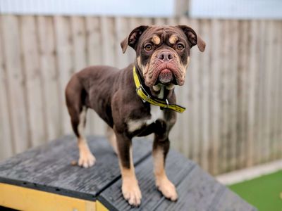 Chocolate Brownie | Bulldog | Cardiff - 3
