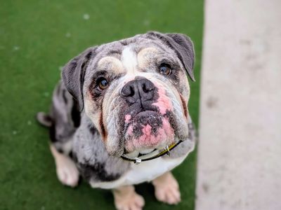 Raspberry Ripple | Bulldog | Cardiff - 3