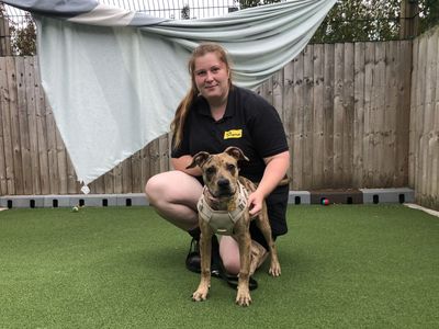 Eilish | Terrier (Staffordshire Bull) | Leeds - 1