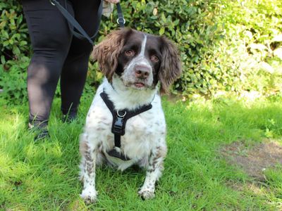 Luna | Spaniel (English Springer) | Newbury (Berkshire) - 5