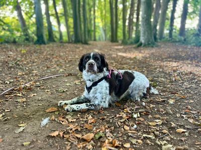 Luna | Spaniel (English Springer) | Newbury (Berkshire) - 3