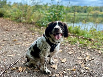 Luna | Spaniel (English Springer) | Newbury (Berkshire) - 5