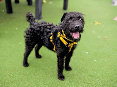 Mack | Terrier (Patterdale) | Cardiff - 5