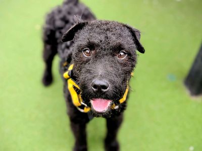 Mack | Terrier (Patterdale) | Cardiff - 3