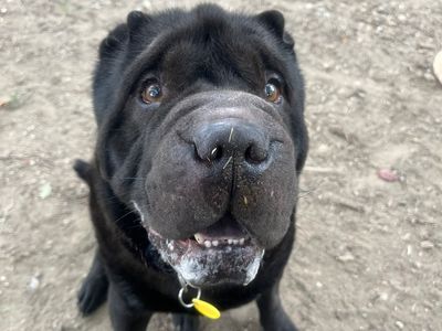 Solo | Shar Pei | Canterbury - 2