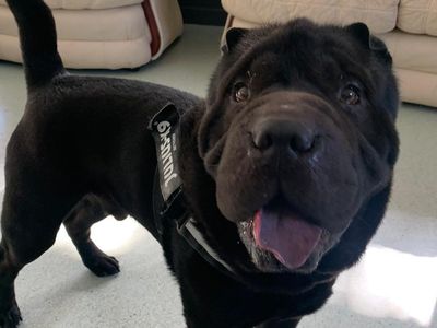 Solo | Shar Pei | Canterbury - 3