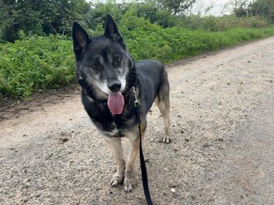 Aven | Siberian Husky Cross | Snetterton (Norfolk) - 2