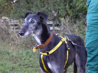 Angel | Greyhound | Harefield West London - 2