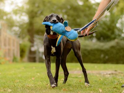 Luna | Lurcher | Kenilworth (West Midlands) - 5